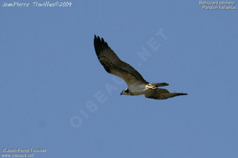 Osprey