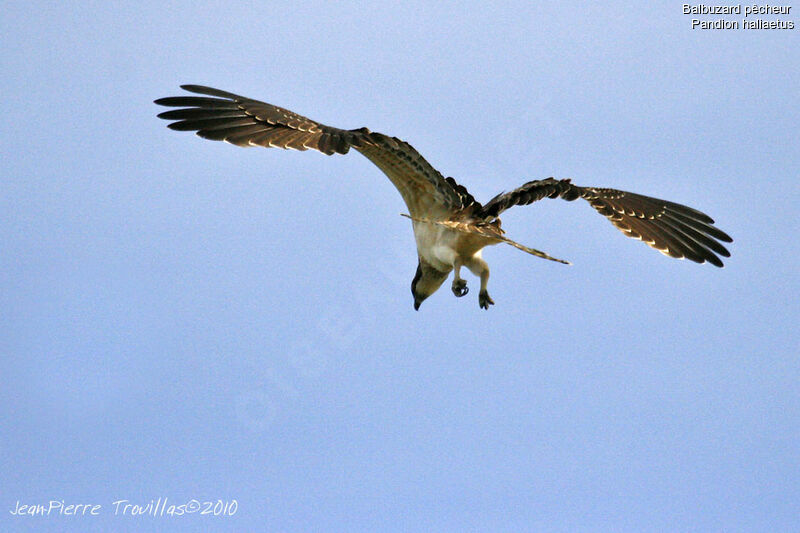 Ospreyimmature, Flight