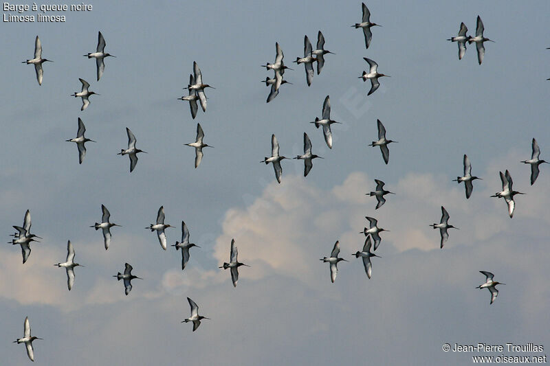 Black-tailed Godwit