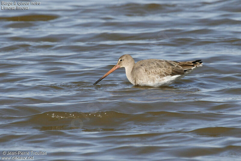 Black-tailed Godwit female