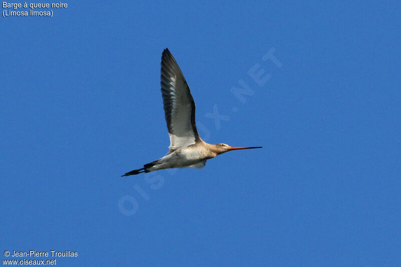 Black-tailed Godwit