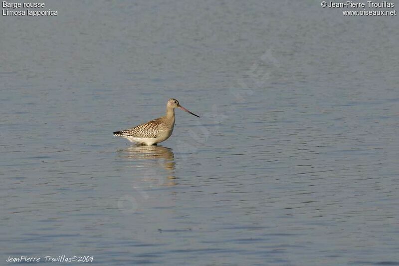 Bar-tailed Godwit