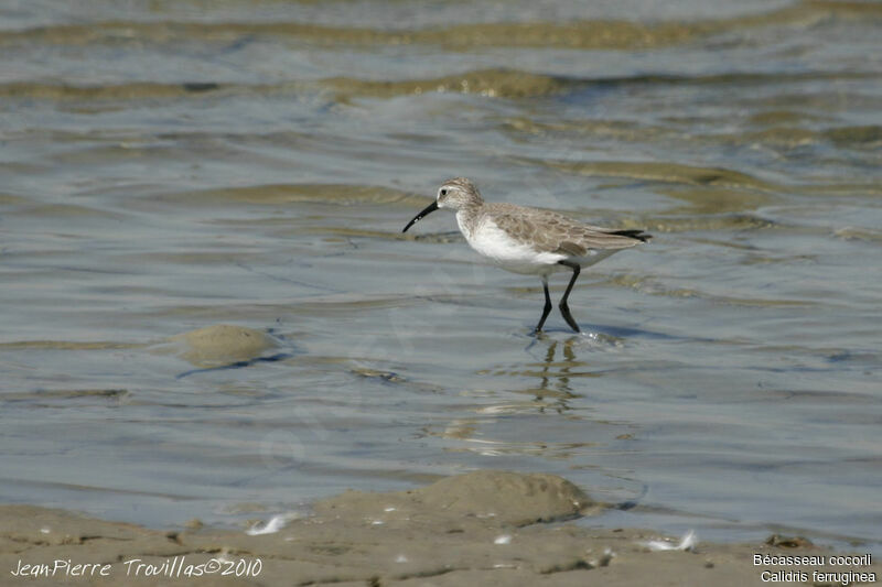 Bécasseau cocorli, identification