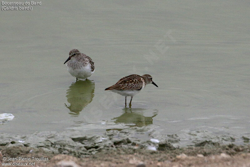 Baird's Sandpiper