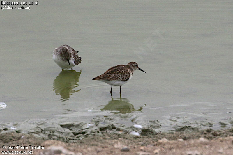 Baird's Sandpiper