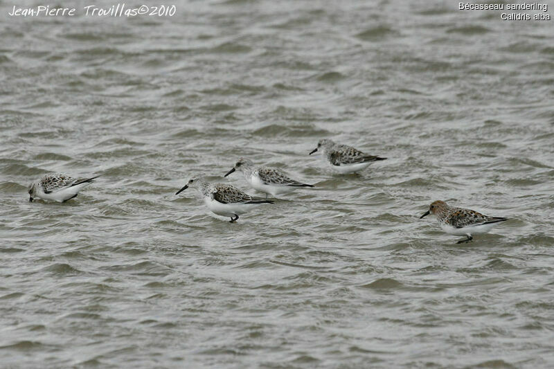 Bécasseau sanderling, identification