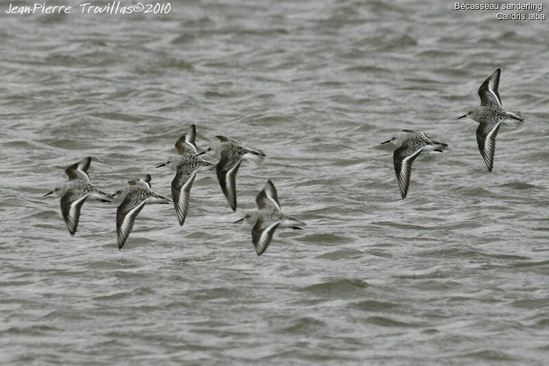 Sanderling, Flight