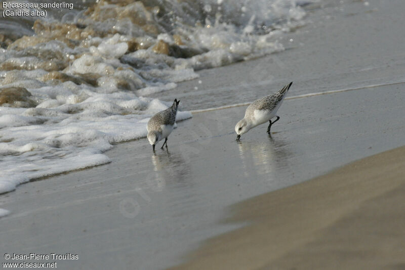 Bécasseau sanderling