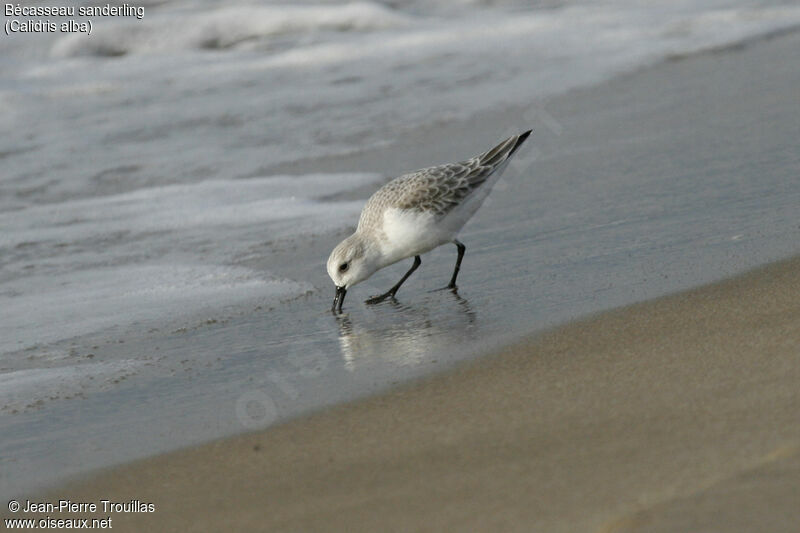 Bécasseau sanderling