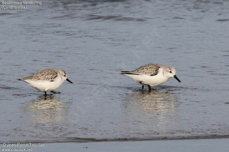 Sanderling