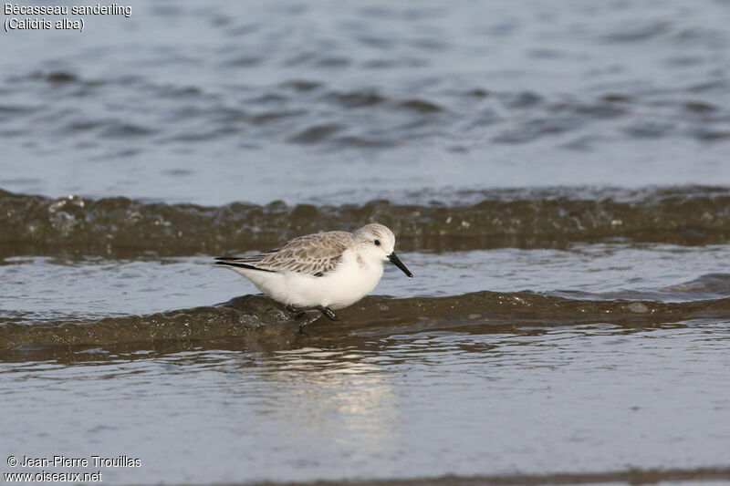 Bécasseau sanderling