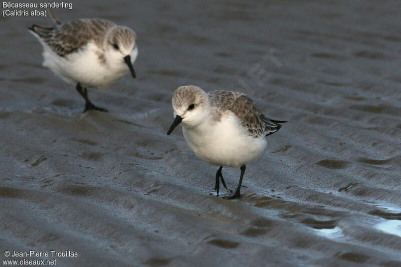 Bécasseau sanderling