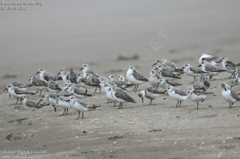 Sanderling