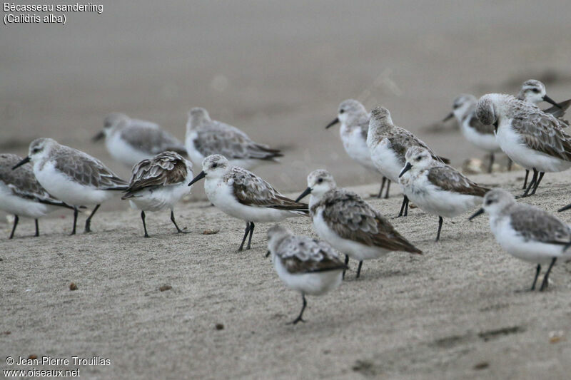 Sanderling