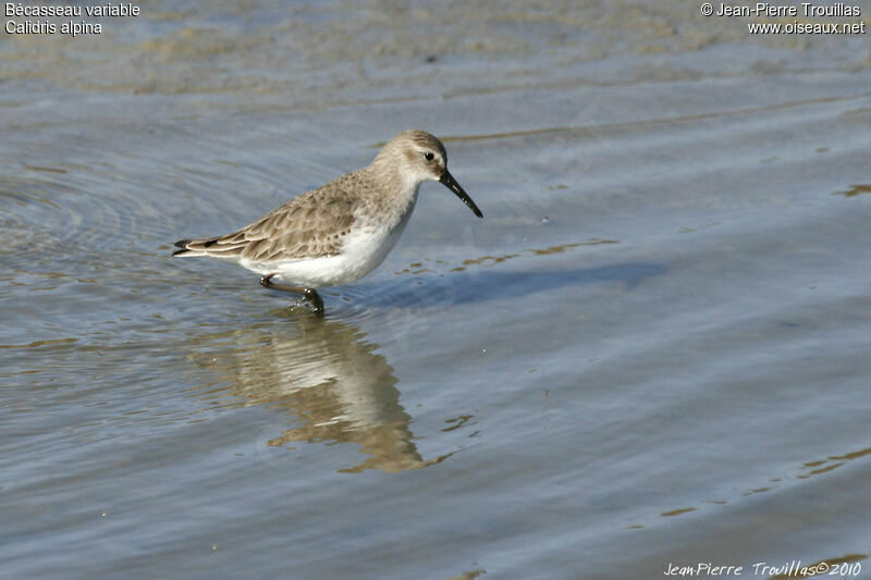 Bécasseau variable