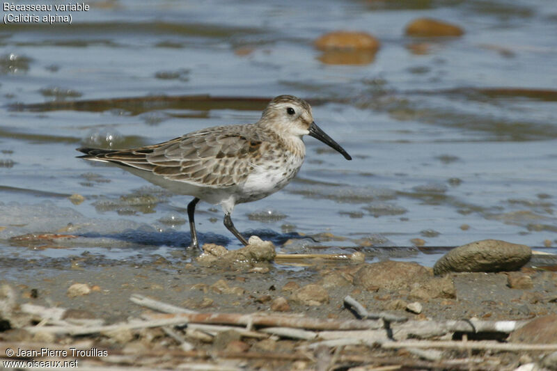 Bécasseau variable