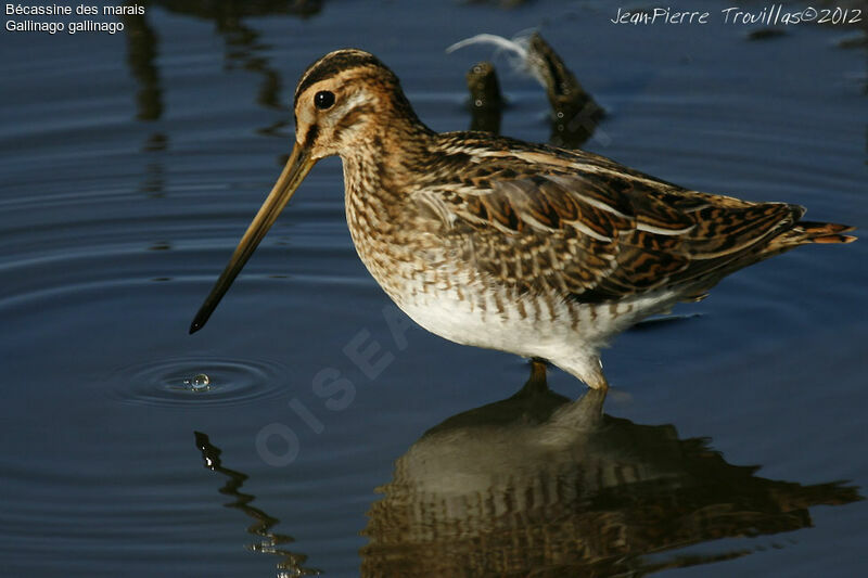 Common Snipe