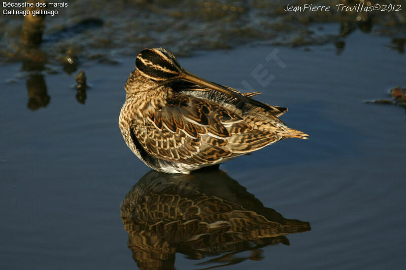 Common Snipe