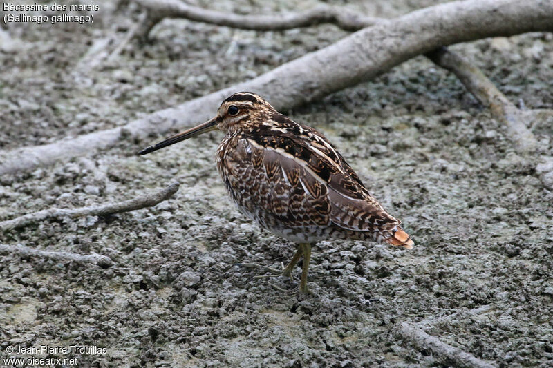 Common Snipe