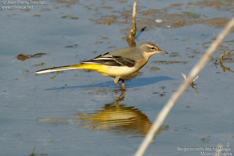 Grey Wagtail