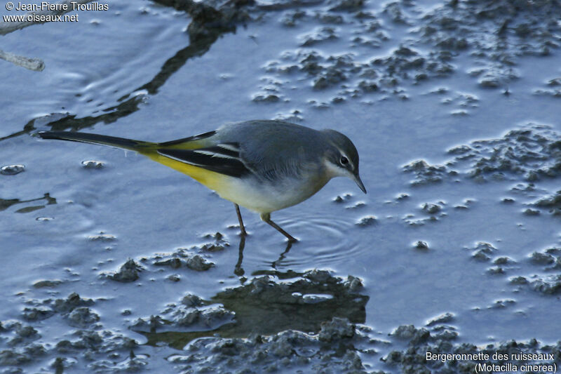 Grey Wagtail