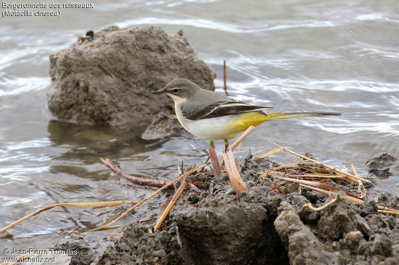 Grey Wagtail