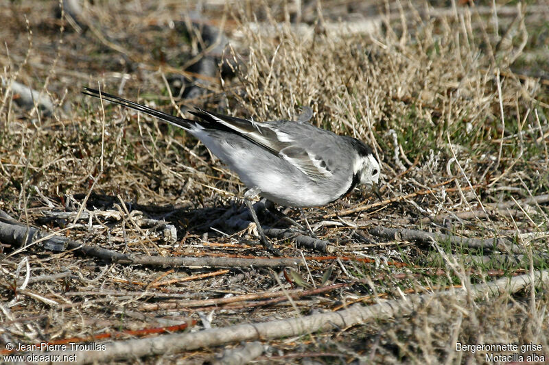 White Wagtail