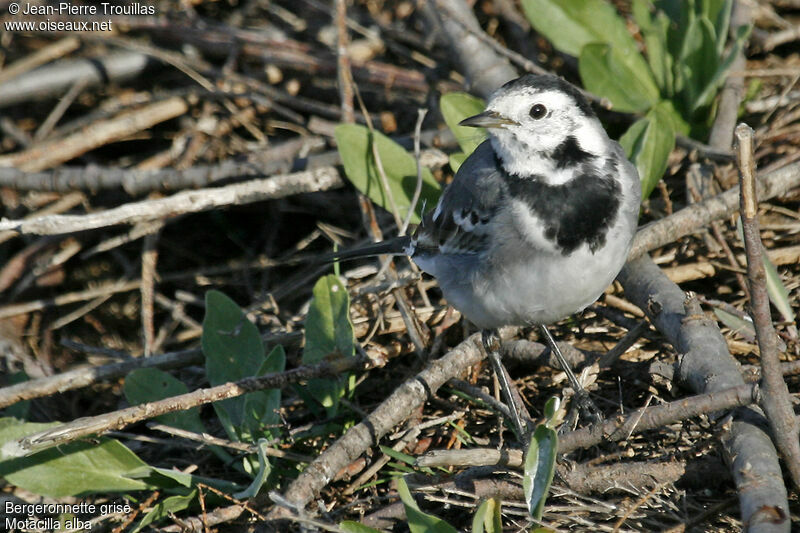 White Wagtail