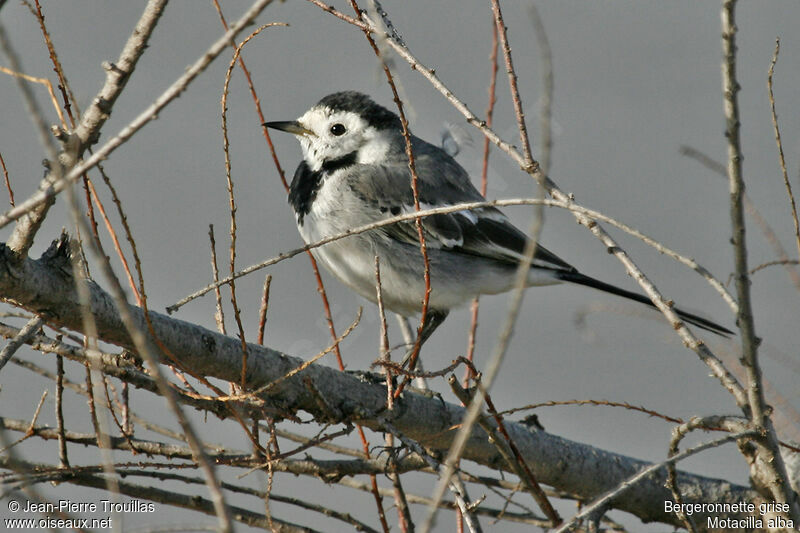 White Wagtail