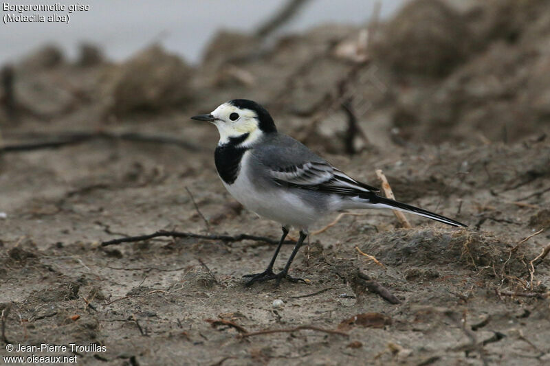 White Wagtail