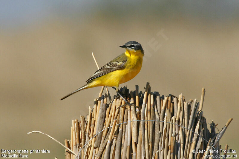 Western Yellow Wagtail