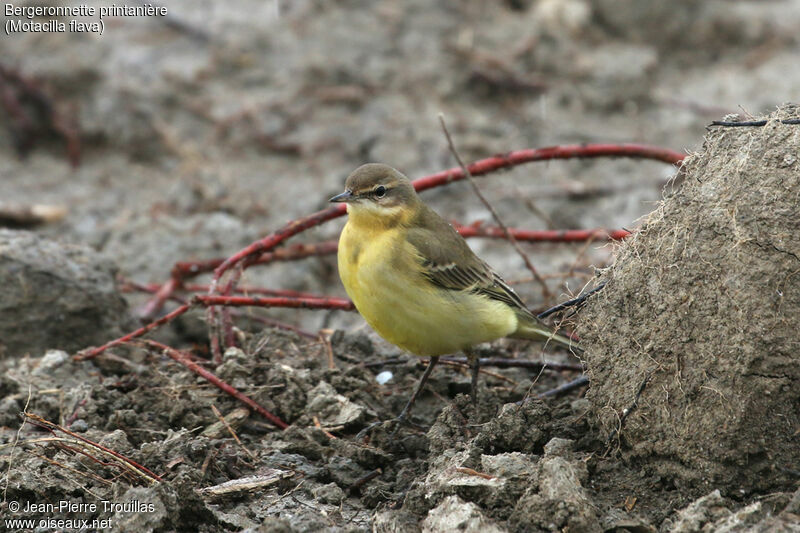 Western Yellow Wagtail