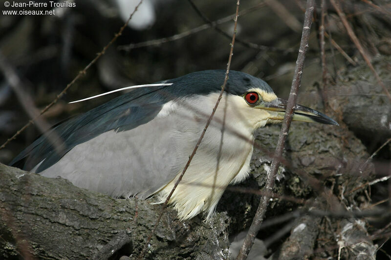 Black-crowned Night Heronadult