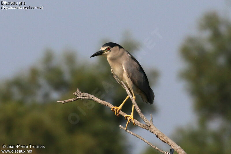 Black-crowned Night Heron