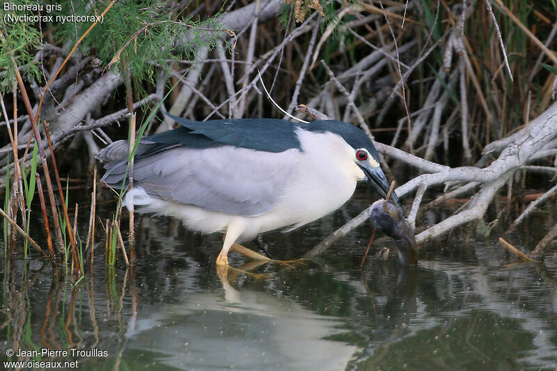 Black-crowned Night Heron