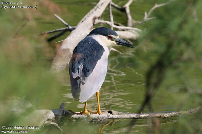 Black-crowned Night Heron