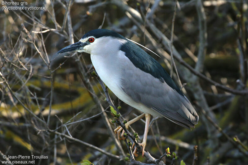 Black-crowned Night Heron