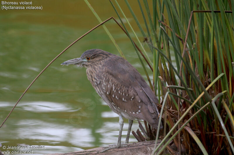 Yellow-crowned Night Heron