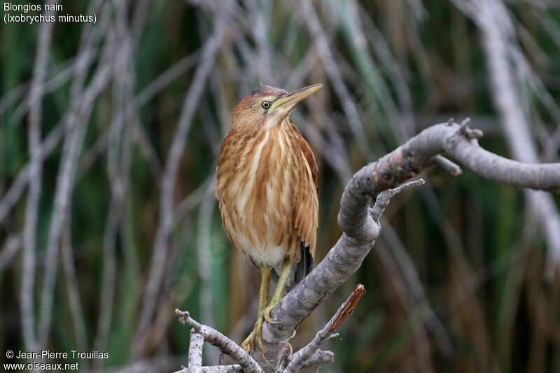 Little Bittern