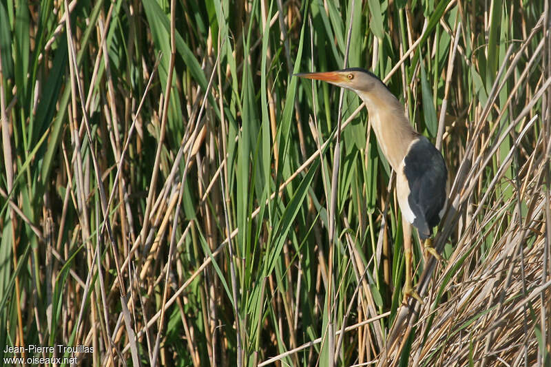 Little Bittern male adult breeding, habitat