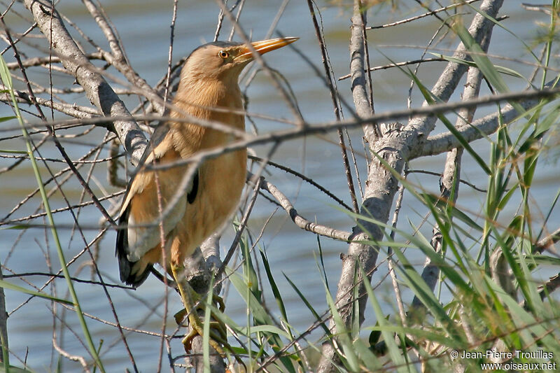 Little Bittern