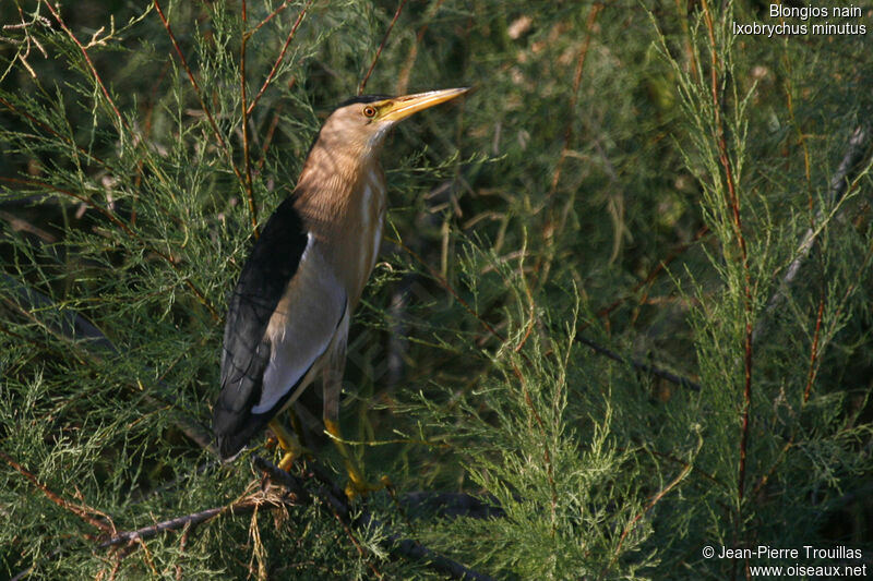 Little Bittern