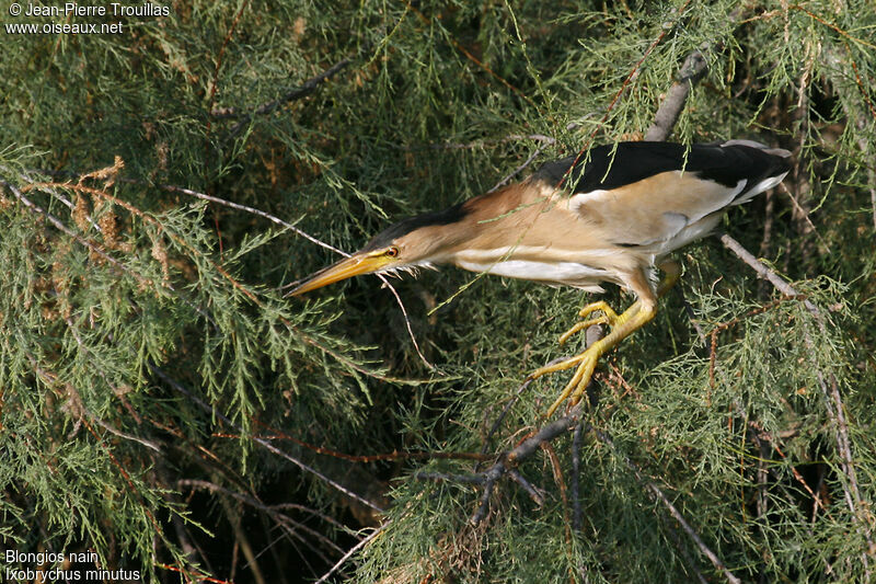 Little Bittern