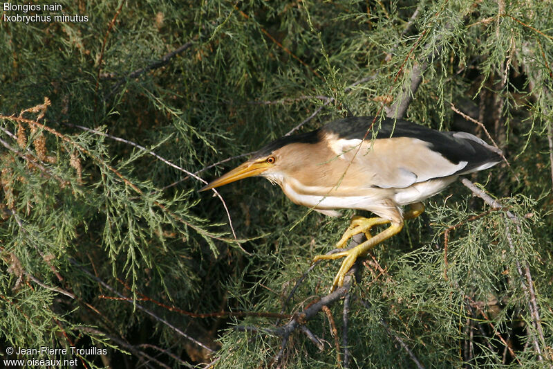 Little Bittern