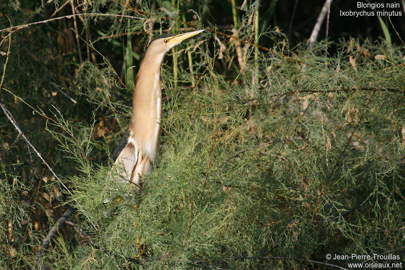 Little Bittern