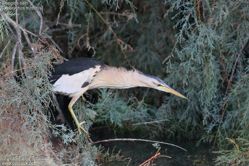 Little Bittern