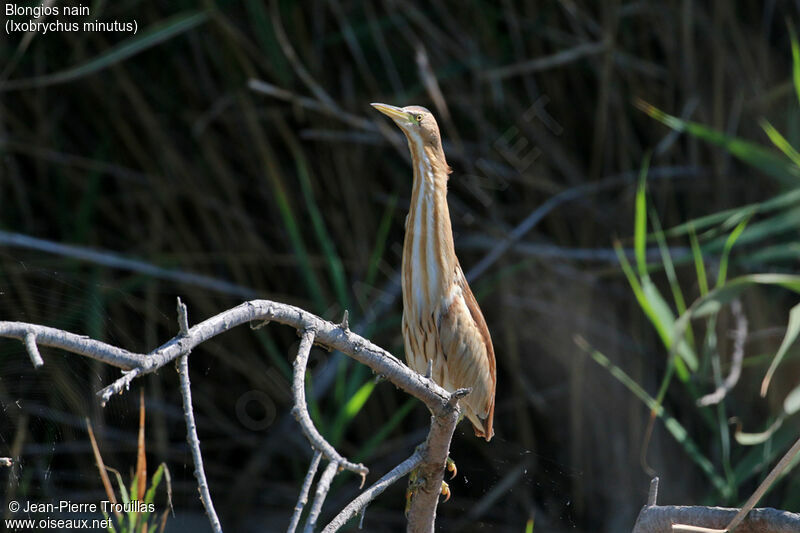 Little Bittern