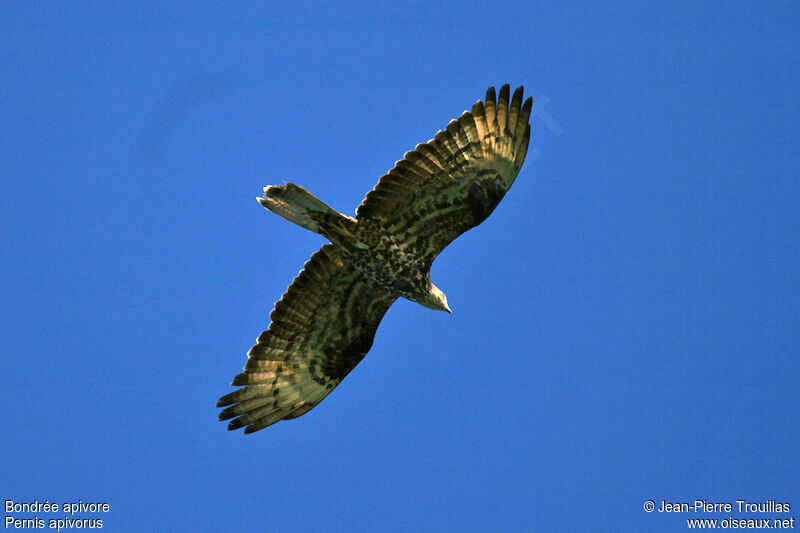 European Honey Buzzard