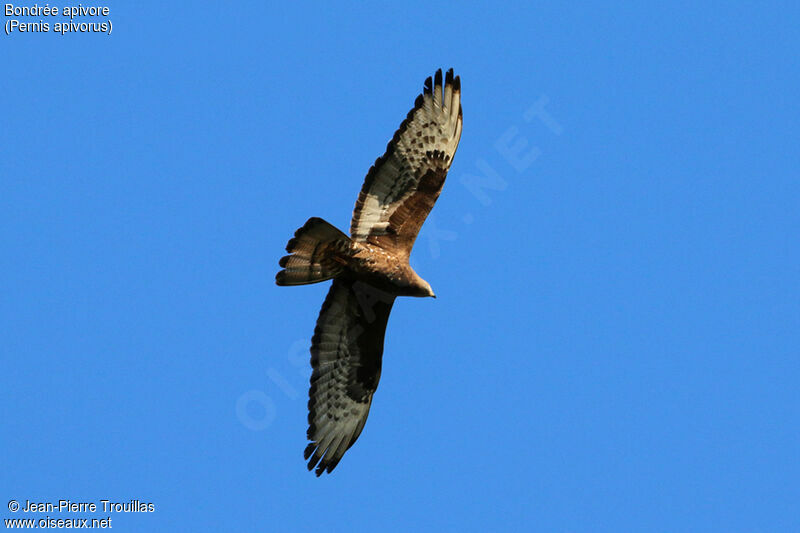 European Honey Buzzard