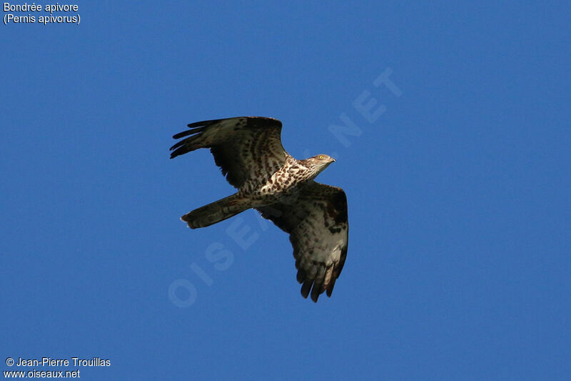 European Honey Buzzard